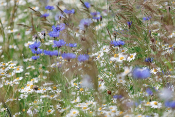 Summer meadows full of blooming blue cornflowers © anettastar