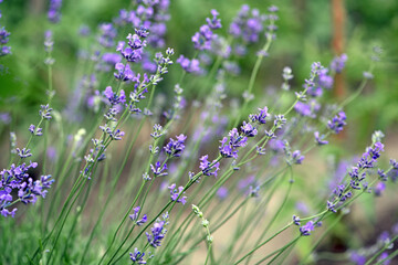 lavender. Green bushes with blue flowers. Lavandula flowering season. Close-up of small purple lavender flowers. The beauty of nature, macro photography. blooming fields. spring or summer © Oleksandr Filatov
