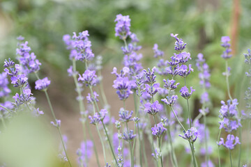 lavender. Green bushes with blue flowers. Lavandula flowering season. Close-up of small purple lavender flowers. The beauty of nature, macro photography. blooming fields. spring or summer © Oleksandr Filatov