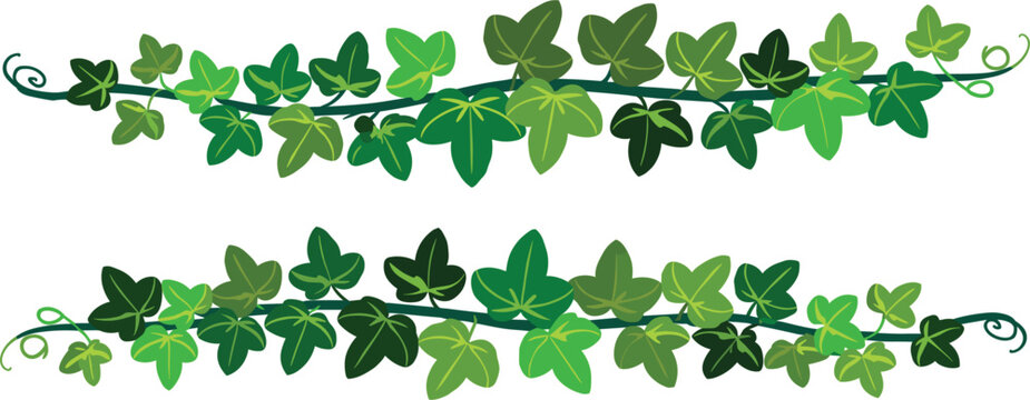 Green ivy branch leaves horizontal border vector dividers, plant vine element foliage decoration template graphic