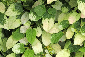 Foliage actinidia kolomikta. Background. © anna608
