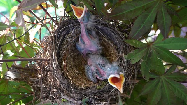 Baby birds reaching for food