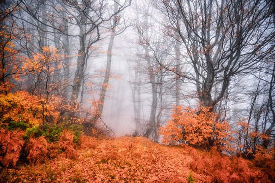 Mysterious autumn beech forest enveloped in thick dense fog with vibrant orange and red foliage covering the ground.