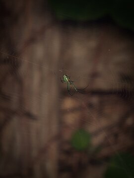 Macro photo of a shiny green orchard spider on its web with a blurred dark brown background
