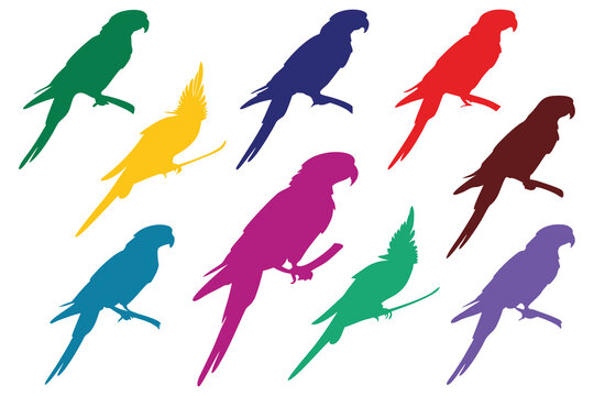 Colorful parrot silhouette collection set, tropical exotic bird bundle, vibrant avian clipart pack, isolated minimalist wildlife icons