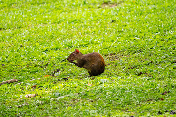 Fototapeta premium agouti in a park in Panama
