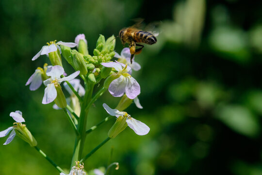 Honey bee caught in mid-air flight hovering over purple wildflowers