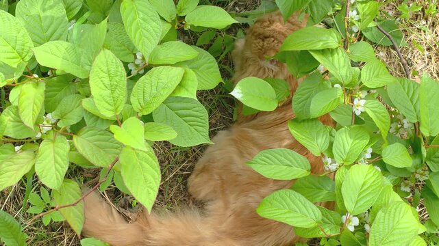 Cat resting in garden among green leaves and flowers during sunny day