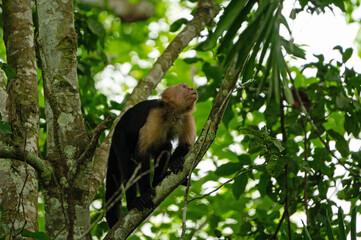 Naklejka premium capuchin monkey in a rainforest near Gamboa in Panama