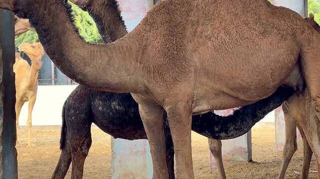 baby calf drinking milk off its mother dromedary camel 