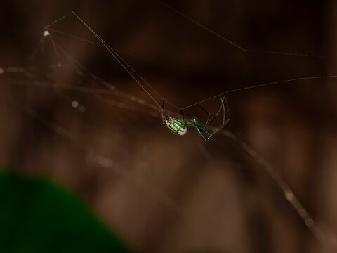 Macro photo of a green orchard spider upside down on its web