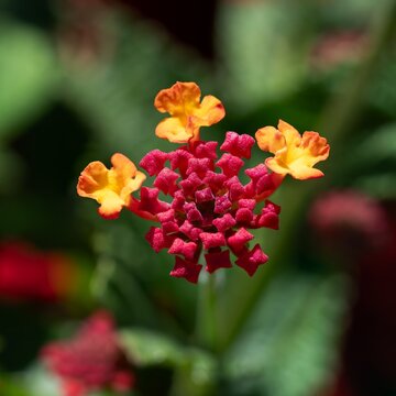 Common lantana flower cluster with vibrant red and orange blooms