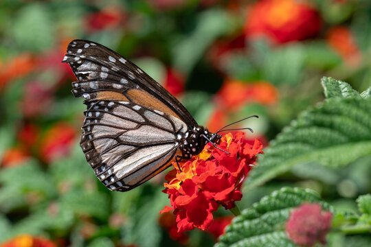 Queen butterfly feeding on lantana flowers in vibrant garden setting