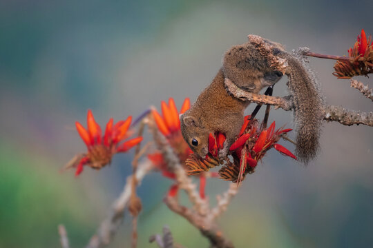 Irrawaddy squirrel (Callosciurus pygerythrus) feeding on bright orange Palash (Flame of the Forest) flowers in its natural habitat. A beautiful wildlife moment captured with soft background bokeh.