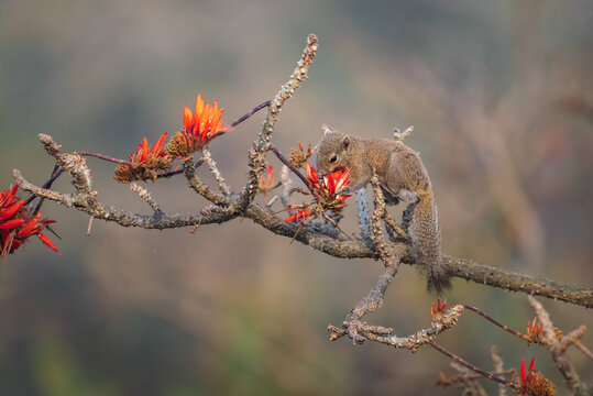 Irrawaddy squirrel (Callosciurus pygerythrus) feeding on bright orange Palash (Flame of the Forest) flowers in its natural habitat. A beautiful wildlife moment captured with soft background bokeh.