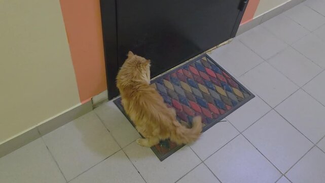 Cat approaches door in hallway and checks surroundings for sounds
