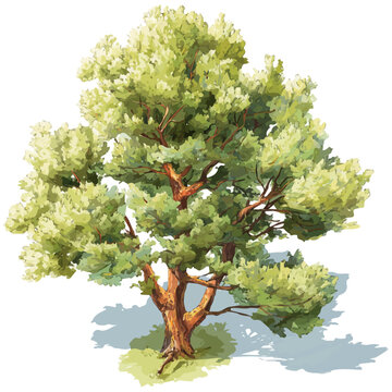 Watercolor illustration of Juniper Tree, isolated on white background