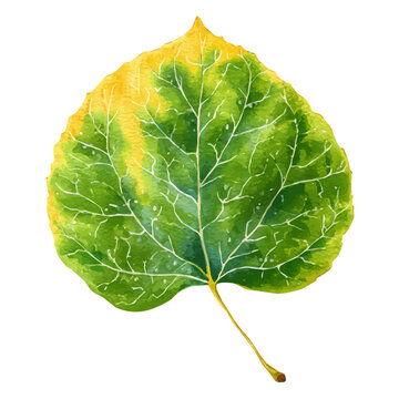 Aspen Leaf, isolated watercolor element on white background