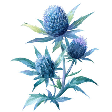 Thistle Eryngium, realistic watercolor artwork on white background