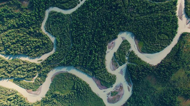 Aerial slow motion river meandering through dense forest and sandbars in remote wilderness valley in Altay Russia.