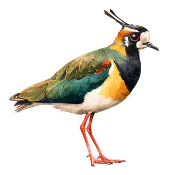 Lapwing, watercolor design element isolated on white background