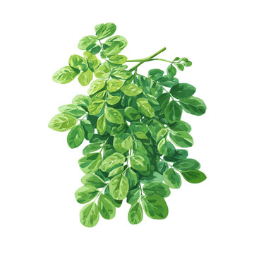 Watercolor drawing of Moringa, on clean white background