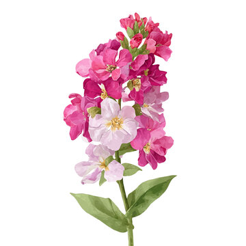 Watercolor illustration of Matthiola Stock, isolated on white background