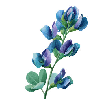Baptisia, watercolor illustration isolated on white background
