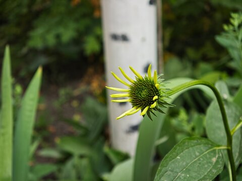 Echinacea flower bud opening in a summer garden