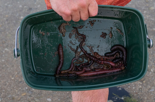 Person holds a green bucket filled with lugworms for fishing