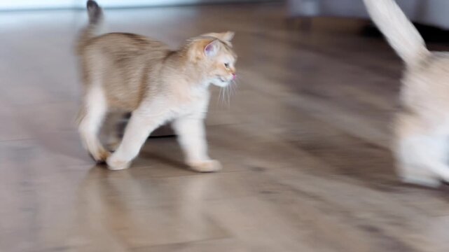Playing energetically with feather toy as golden chinchilla kittens enjoys indoor activity and enrichment, shot handheld, 4k footage