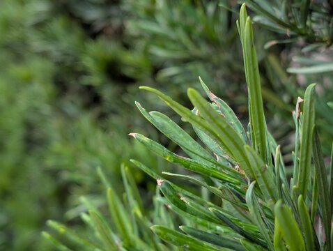 Close-up of podocarpus (Buddhist pine) leaves