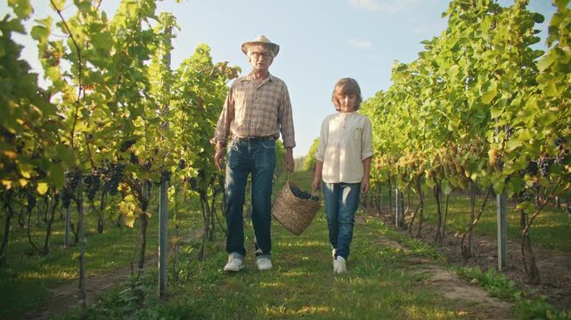 Senior Caucasian man and boy walking between grape vines and carrying baskets in sunny vineyard. Grandfather and grandson harvesting grapes on farm. Family wine growing and rural lifestyle. Outdoors.