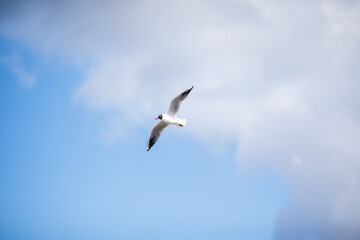 Fototapeta premium Black headed gull flying low over the sandy beach on the baltic coast of kaliningrad.