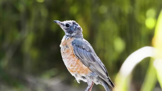 American Robin Standing Tall Bird Video