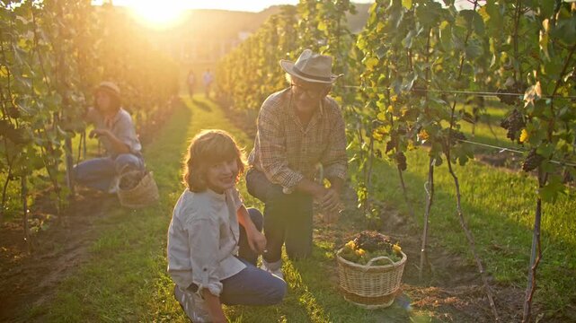 Senior Caucasian man and boy kneeling in vineyard beside wicker basket at sunset. Grandfather and grandson harvesting grapes while woman working in background. Rural wine growing lifestyle outdoors.