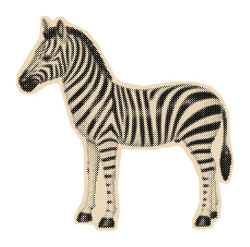 Vintage zebra illustration with black and white stripes, rendered in a retro halftone engraving style