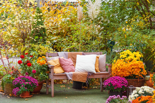Cozy wooden bench with pillows surrounded by blooming chrysanthemums and colorful autumn foliage creating a relaxing garden atmosphere in fall season. Space for relax in lush yellow garden