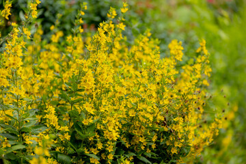 Obraz premium Selective focus a bushes of yellow flowers in garden, Lysimachia punctata, the dotted or spotted loosestrife flower, is a flowering plant species in the family Primulaceae, Natural floral background