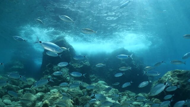 underwater fish scenery from mediterranean  sea breams ocean scenery underwater landscape seabreams  Diplodus sargus