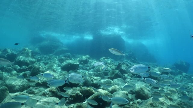 underwater fish scenery from mediterranean  sea breams ocean scenery underwater landscape seabreams  Diplodus sargus