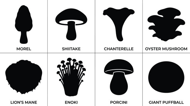Edible mushroom silhouette icon set featuring morel shiitake chanterelle oyster lions mane enoki porcini and giant puffball species
