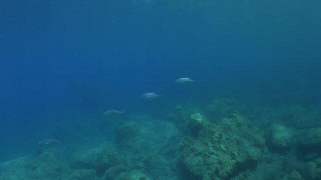jackfish scenery underwater swimming mediterranean sea