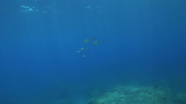 jackfish scenery underwater swimming mediterranean sea