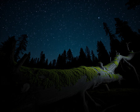 For&ecirc;t dense et sombre sous un ciel &eacute;toil&eacute; nocturne, silhouettes d'arbres imposants se d&eacute;coupant contre la vo&ucirc;te c&eacute;leste, atmosph&egrave;re mysti&eacute;rieuse et envo&ucirc;tante de la nuit en pleine nature