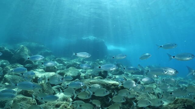 underwater fish scenery from mediterranean  sea breams ocean scenery underwater landscape seabreams  Diplodus sargus