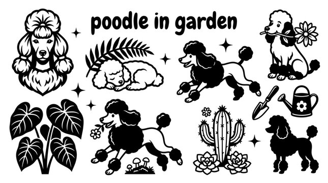 elegant standard poodle set standing inside a colorful botanical garden with flowering plants trimmed hedges decorative pathways and lush greenery creating a refined outdoor setting
