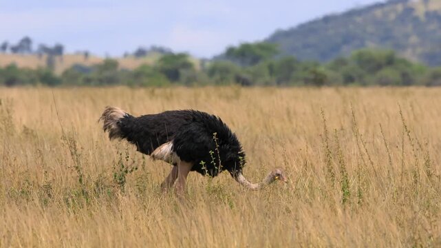 Male ostrich foraging for food in the African savanna