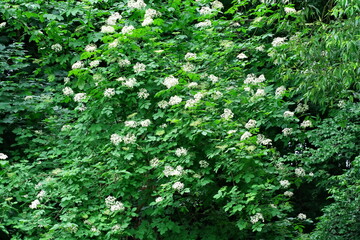 a blooming elderberry bush in the Cybina River valley © ogikk