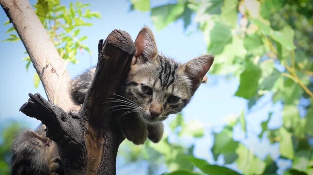 Cute Tabby Kitten Sitting Up on Tree Fork Outdoors Video Background, Adorable Striped Cat Looking Down Curious From High Wood Log Against Bright Blue Sky and Green Leaves, Domestic Shorthair Pet Anima